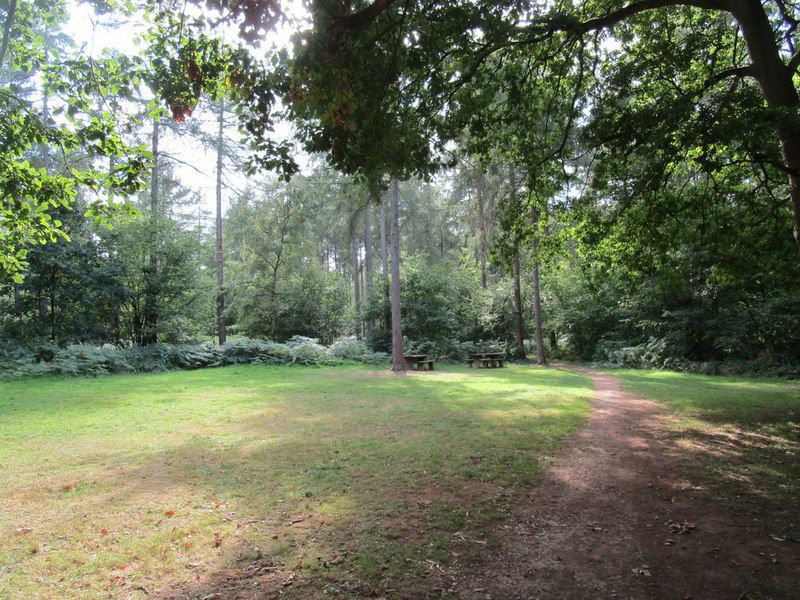 A view across an opening in Wakerley Great Wood toward a picnic table setting